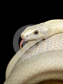 The Texas rat snake Elaphe obsoleta lindheimeri  is a subspecies of rat snake, a nonvenomous colubrid found in the United States photo