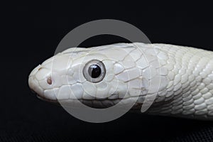 The Texas rat snake Elaphe obsoleta lindheimeri  is a subspecies of rat snake, a nonvenomous colubrid found in the United States