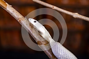 The Texas rat snake Elaphe obsoleta lindheimeri  is a subspecies of rat snake, a nonvenomous colubrid found in the United States