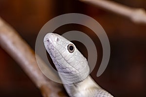 The Texas rat snake Elaphe obsoleta lindheimeri  is a subspecies of rat snake, a nonvenomous colubrid found in the United States