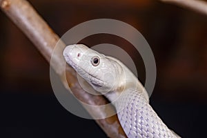 The Texas rat snake Elaphe obsoleta lindheimeri  is a subspecies of rat snake, a nonvenomous colubrid found in the United States