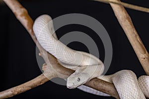 The Texas rat snake Elaphe obsoleta lindheimeri  is a subspecies of rat snake, a nonvenomous colubrid found in the United States