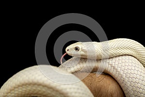 The Texas rat snake Elaphe obsoleta lindheimeri  is a subspecies of rat snake, a nonvenomous colubrid found in the United States