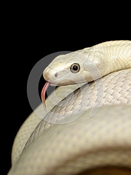 The Texas rat snake Elaphe obsoleta lindheimeri  is a subspecies of rat snake, a nonvenomous colubrid found in the United States