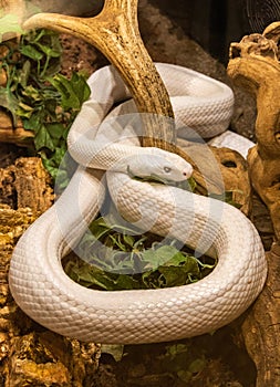 Texas Rat Snake Elaphe obsoleta lindheimerii photo