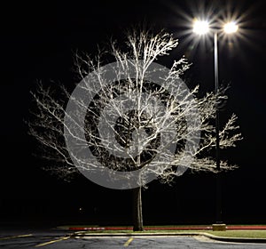 Texas Red Oak tree at Night Quercus texana