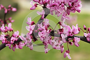 Texas Redbud Tree Cercis canadensis Close up