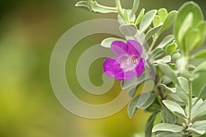 Texas Sage; Leucophyllum frutescens