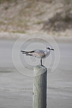 Texas Seagull standing on a post in Surfside Beach