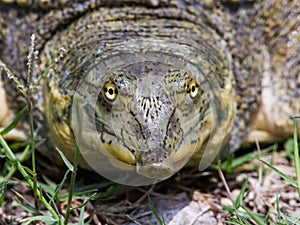 Texas Spiney Softshell