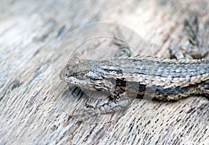 Texas Spiny Lizard