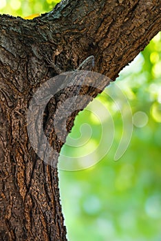 Texas spiny lizard camouflaged on tree bark