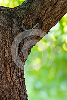 Texas spiny lizard camouflaged on tree bark photo