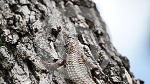 A Texas spiny lizard on a tree