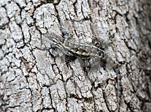 Texas spiny lizard