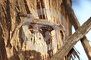 Texas spiny lizard on tree