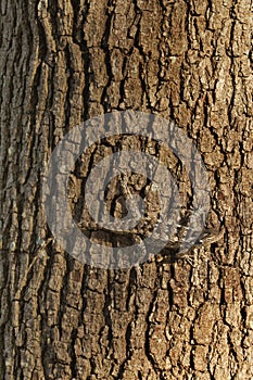 Texas Spiny Lizard on tree