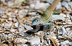 Texas spotted whiptail