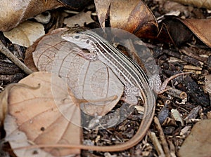 Texas Spotted Whiptail Lizard