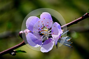 Texas Spring Pear Tree Blossoms