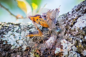 Texas Spring time Butterflies drinking Slime Flux from an Oak Tree