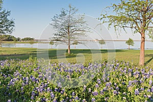 Texas state flower Bluebonnet blooming near the lake in springtime