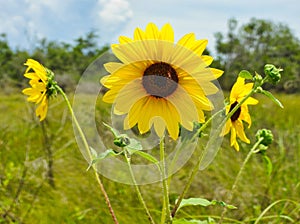 Texas Sunflower, Helianthus annuus
