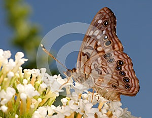 Texas Tawny Emperor