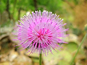 Texas Thistle Bloom Cirsium texanum