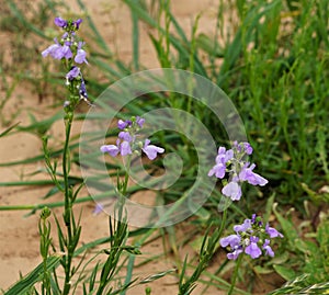 Texas Toadflax plant blooming.