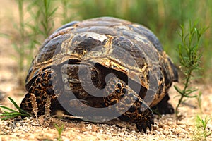 Texas Tortise Head On