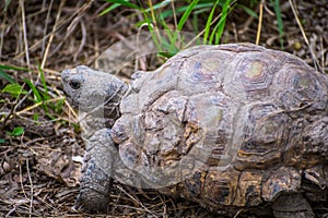 A Texas Tortoise in Estero Llano Grande State Park, Texas