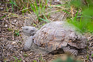 A Texas Tortoise in Estero Llano Grande State Park, Texas