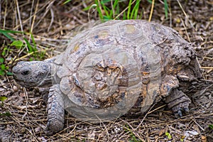 A Texas Tortoise in Estero Llano Grande State Park, Texas