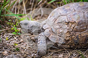 A Texas Tortoise in Estero Llano Grande State Park, Texas