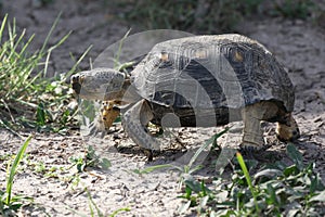 Texas Tortoise Walking