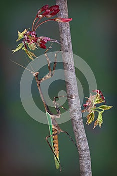 Texas Unicorn mantis on budding maple branch