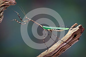 Texas Unicorn mantis reaching up