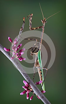 Texas Unicorn mantis on spring branch