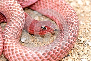 Texas Western Coachwhip Snake photo
