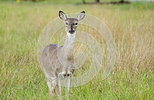 Texas White tailed Deer Doe
