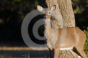 Texas White tailed Deer Doe