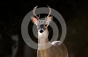Texas White tailed Deer Trophy Six Point Antler Buck