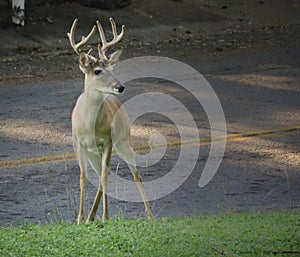 Texas whitetailed deer buck showing his antlers with street in background