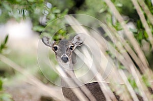 Texas Whitetailed Deer Doe Body Profile