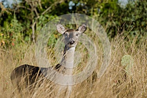 Texas Whitetailed Deer Doe