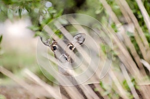 Texas Whitetailed Deer Doe hidden in long grass