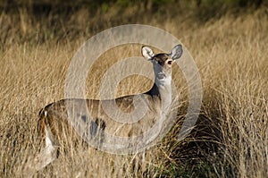 Texas Whitetailed Deer Doe