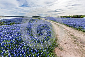 Texas wild bluebonnet filed in Muleshoe bend near Austin, TX