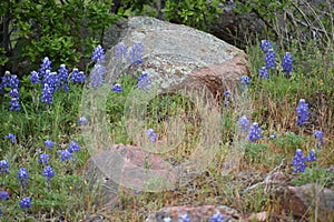 Texas wild flower Blue bonnets and small boulders in a field